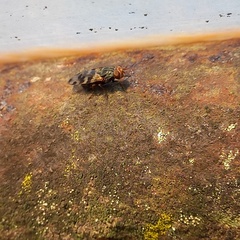 Ceroxys hortulana