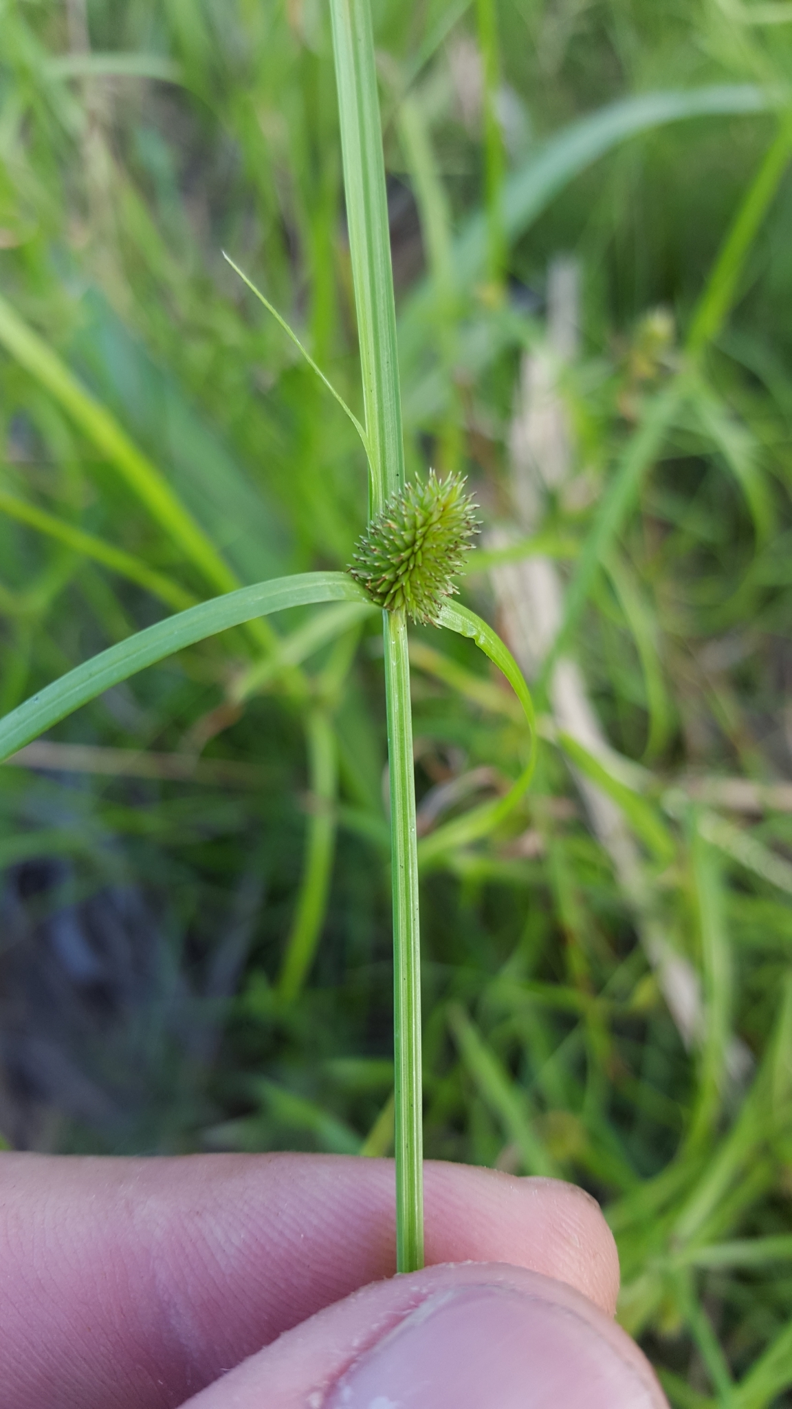 (c) François Rousseu, certains droits réservés (CC BY-NC) https://www.inaturalist.org/observations/105111977