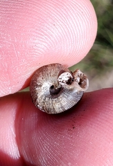 Daedalochila auriculata