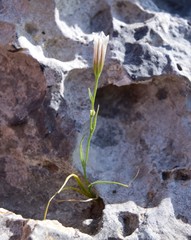 Gagea graeca