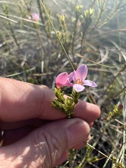 Lachnaea grandiflora