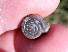 Daedalochila auriculata