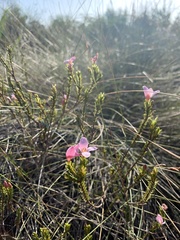 Lachnaea grandiflora