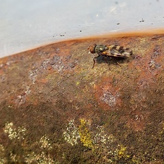 Ceroxys hortulana
