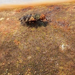 Ceroxys hortulana