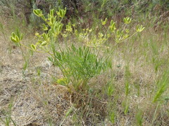 Lomatium ambiguum