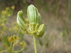 Lomatium ambiguum