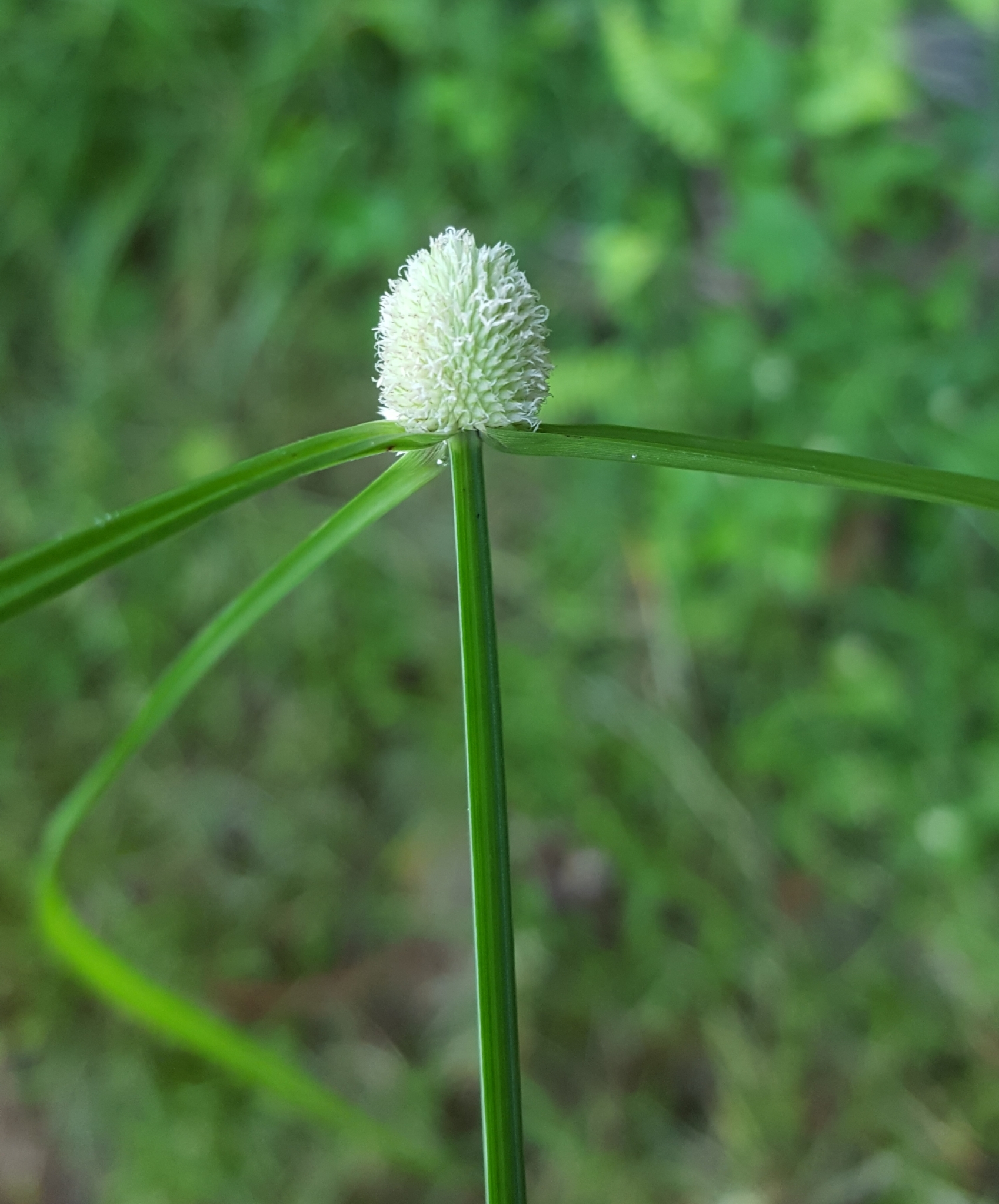 (c) François Rousseu, certains droits réservés (CC BY-NC) https://www.inaturalist.org/observations/105112036