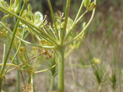 Lomatium ambiguum