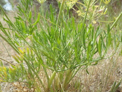 Lomatium ambiguum