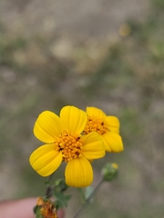 Dyssodia tagetiflora