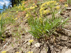Lomatium ambiguum