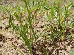 Lomatium ambiguum