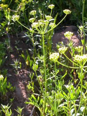 Lomatium ambiguum