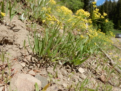 Lomatium ambiguum