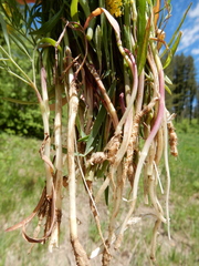 Lomatium ambiguum