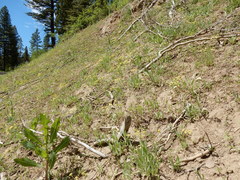 Lomatium ambiguum