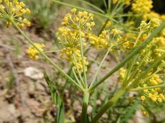 Lomatium ambiguum