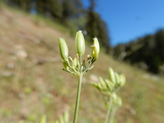 Lomatium ambiguum
