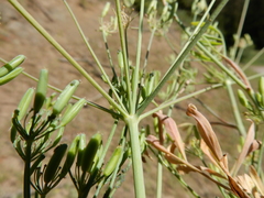 Lomatium ambiguum
