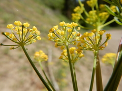 Lomatium ambiguum