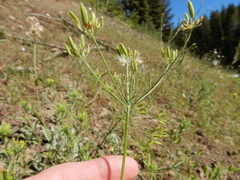 Lomatium ambiguum