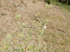 Lomatium ambiguum