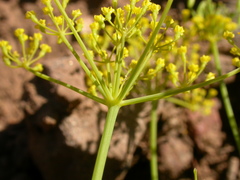 Lomatium ambiguum