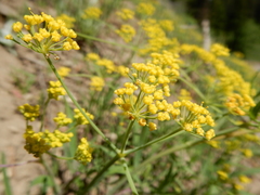 Lomatium ambiguum
