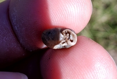 Daedalochila auriculata