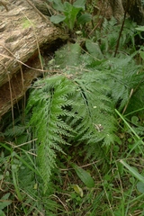 Asplenium appendiculatum