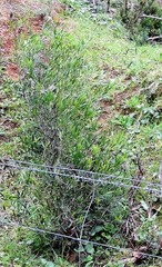 Phillyrea angustifolia