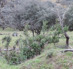 Olea europaea europaea
