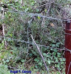 Phillyrea angustifolia