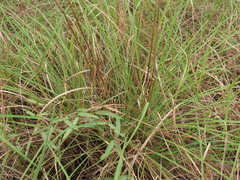 Cymbopogon tortilis