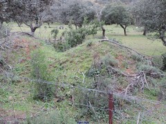 Phillyrea angustifolia