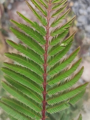 Vachellia campechiana