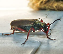 Lytta aenea