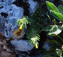 Alkanna orientalis