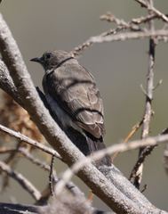 Prodotiscus regulus
