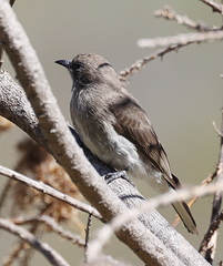 Prodotiscus regulus