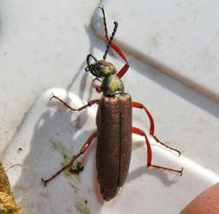 Lytta aenea