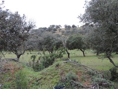 Olea europaea europaea