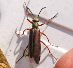 Lytta aenea