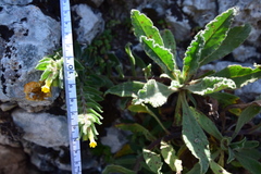 Alkanna orientalis