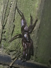 Scotophaeus pretiosus
