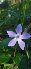 Vinca difformis