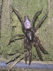Scotophaeus pretiosus