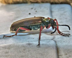 Lytta aenea