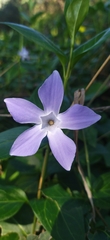 Vinca difformis